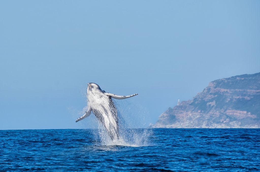 avistamiento de ballenas jorobadas